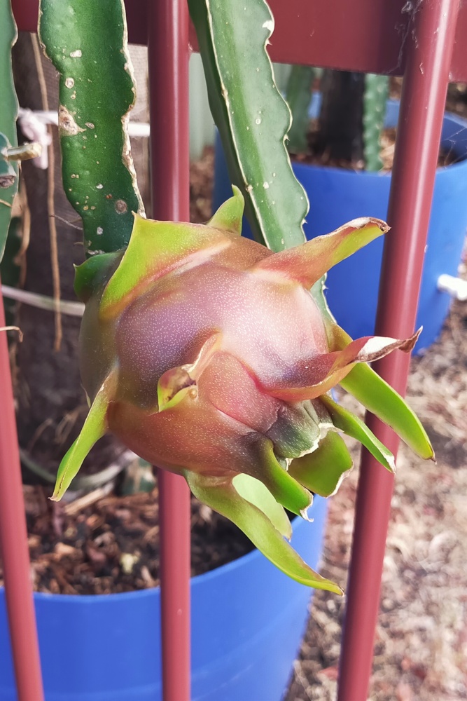 Ripening fruit